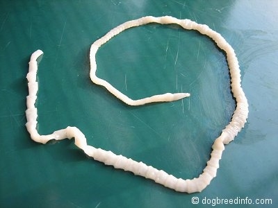 A Flat Tapeworm that is laying in a circle on a dark green plate.