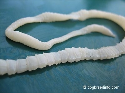 The right side of a flat Tapeworm.