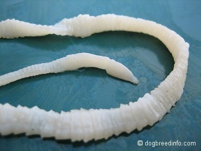 Close up - the front of a flat white tapeworm that is on a table.