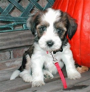 Close up - A fuzzy black, brown and white Tibetan Terrier puppy is wearing a red leash sitting on a wooden bench next to a deep orange pumpkin.