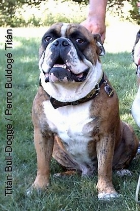 A wide-chested, brindle with white Titán Bull-Doggé is sitting in grass, it is looking forward, its mouth is open and it looks like it is smiling.