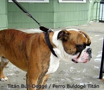 The front right side of a large, wide, thick brindle with white Titán Bull-Doggé is standing across a concrete porch and it is looking to the right.