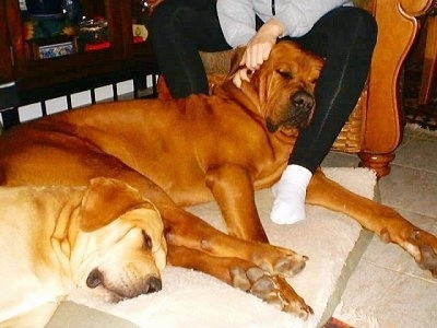 The right side of two sleeping Tosas. Behind them is a person sitting in a chair. The person in the chair is rubbing one of the Tosas head. The dogs are huge.