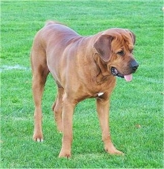The front left side of a red with white and black Tosa dog standing in grass and it is looking to the right. Its mouth is open and its tongue is sticking out. The dog has wrinkles on is head.