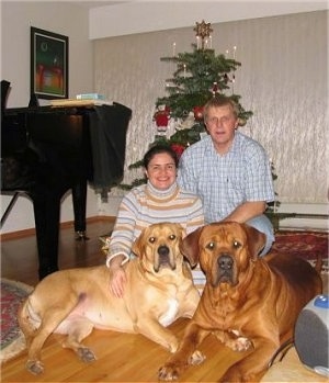 A lady and a man are kneeling behind two huge Tosa dogs that are laying across a hardwood surface. To the left of them is a piano and behind them is a Christmas tree.