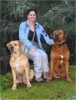 A lady in a blue jacket is sitting on a stool and on her sides are a two dogs, a red with white and black Tosa and a fawn Tosa dog.