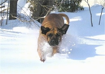 Front view action shot - A large breed, tan with black Tosa dog running down a snowy surface and it is looking forward. Its big drop ears are flapping around.