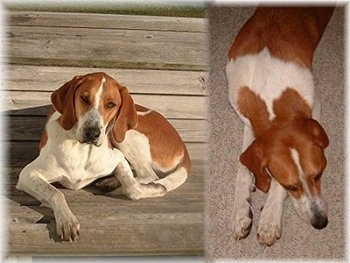 Left Photo - A red and white Treeing Walker Coonhound is laying on a wooden porch and it is looking forward. Right Photo - Top down view of a red and white Treeing Walker Coonhound that is laying on a carpet. The dog has a long muzzle.