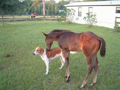 The left side of a tall red and white Treeing Walker Coonhound dog standing across a field and in front of it is a Horse putting its nose on the back of the dog.