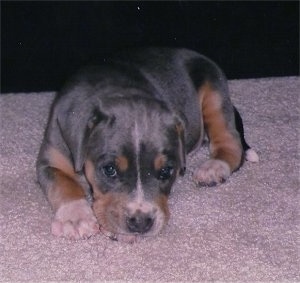 Front view - A tri-colored Blue Lacy puppy is laying down on a carpet in front of a coffee table.