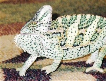 Close up side view - A Veiled Chameleon is standing on a rug and looking to the left. His mouth is slightly open.