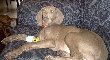 The back left side of a Weimaraner dog that is laying on a blue print couch and it is looking forward. The dog has yellow eyes.