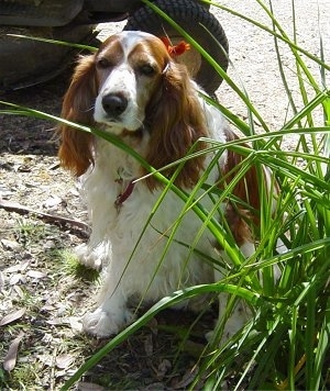 A white and brown Welsh Springer Spaniel dog that is sitting on a grassy surface and it is looking forward. There is a bush in front of it and behind it is a tractor. The dog has long drop ears with long wavy fur on them and a black nose.