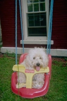 A white Westiepoo that is sitting in a baby swing, its mouth is open and tongue is out. It has thick long hair, a dark nose and dark round eyes.