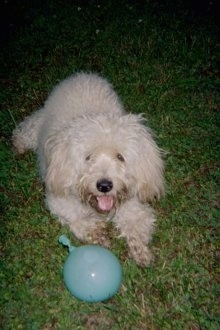 A thick wavy coated tan Westiepoo dog is laying in grass, its mouth is open and tongue is out. There is a blue balloon on the grass in front of it.