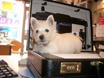 The left side of a Westie small puppy that is laying across a brown leather briefcase next to a computer keyboard.