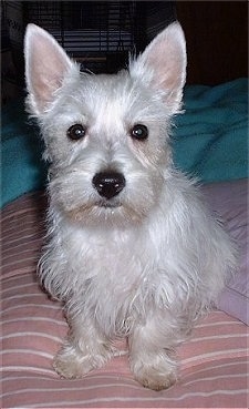 A West Highland White Terrier puppy is sitting on a bed and it is looking forward. It has pointy perk ears, a big black nose and wide round dark eyes.