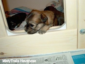Close up - A newborn puppy climbing onto a whelping box doorway.