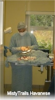A Veterinarian in blue gear is performing a C-Section on a dam under a blue blanket.