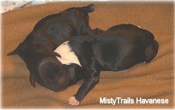 Two black newborn puppies are laying down on a brown blanket.