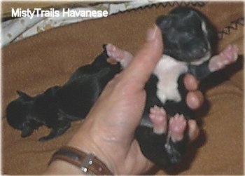 A person is holding a black with white puppy in their hand and on the brown blanket is a black puppy.