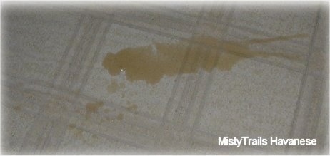 A brown liquid that is across a white linoleum floor.