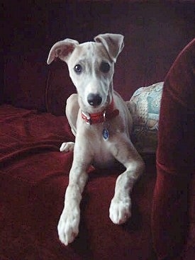 A tan with white Whippet puppy is laying on the edge of a red couch and it is looking forward. It has long front legs.