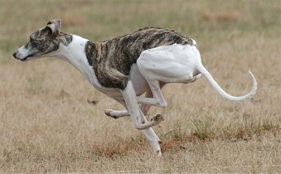 Action shot - A white with gray brindle Whippet dog is runnign across a field. It has a long skinny tail and long legs.