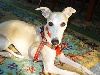 A white with tan Whippet dog is laying across a rug and it is wearing a plaid harness. It has ears that stick out to the sides and brown almond shaped eyes.