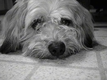 Close up - A black and white photo of a Whoodle dog laying on a tiled floor. It has long ears that hang down to the sides that are touching the floor and a big black nose.