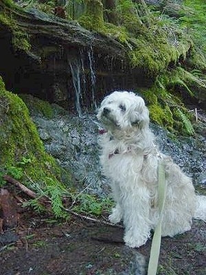 The left side of a Whoodle dog that is looking up and to the left. It is sitting on a dirt surface in a wooded area with a water fall behind it.
