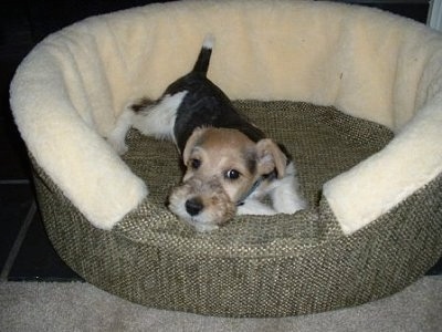 A black and white with tan Wire Fox Terrier puppy is laying down in a dog bed and it is looking forward. The dog has dark tricolors.