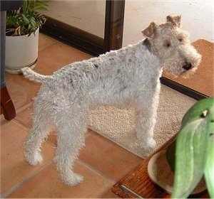 The back right side of a white with black and tan Wire Fox Terrier dog it is standing on a rug and it is looking forward. It has small fold over ears and a black nose. The hair on its muzzle is longer than the hair on its body.