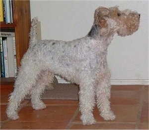 The right side of a white with tan and black Wirehaired Fox Terrier that is standing across a tiled surface, it is looking up and to the right. The dog's tail is up and its ears are folded over to the front. It has a square muzzle.