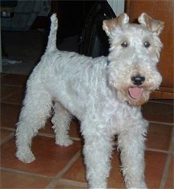 The front right of a happy looking white with tan Wire Fox Terrier dog looking forward, its mouth is open and its pink tongue is out. Its tail is up in the air.