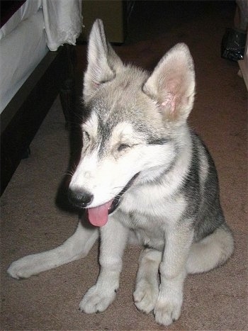 Top down view of a gray and white Wolf Hybrid that is sitting on a carpet. Its mouth is open and its tongue is sticking out.