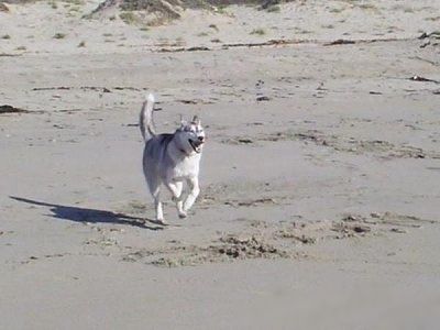 A black and white Wolf Hybrid is running across sand and its mouth is open.