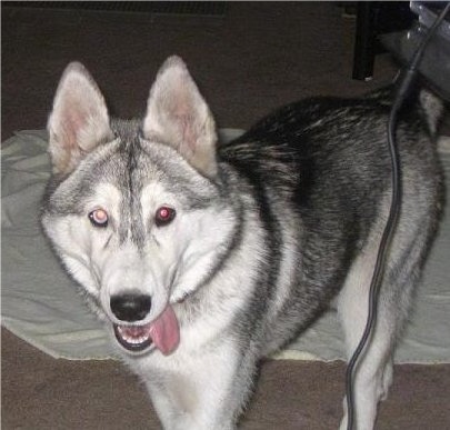 A black, white and grey Wolf Hybrid is standing on a carpet, its mouth is open and its tongue is hanging to the right. It has large perk ears.