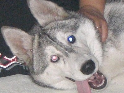 Close up head shot - A gray and white Wolf Hybrid is laying in a persons lap. Its nouth is open, its tongue is hanging to the left and its eyes are different colors one is red and the other is blue from the camera flash.