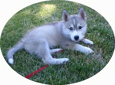 The back right side of a tan and white Wolf Hybrid puppy that is laying in grass and it is looking forward. It is attached to a red leash.