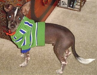 The left side of a black, brown with white Xoloitzcuintli dog standing on a tan carpet wearing a green with blue and white knit sweater and it is looking over at the camera. One of its ears is standing up and the other is flopped over to the front at the tip. It has a long thin tail with white hair at the end of it. It has scruffy hair on its muzzle.