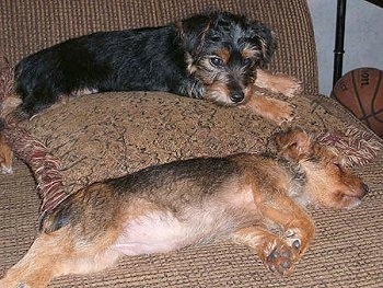Two Yorkie Russell puppies are laying on a couch. One of the puppies is tan with dark gray on its back and it is sleeping and the other one is black with tan on its paws and snout and it is laying on top of a pillow. There is a basketball next to them.