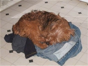 A brown with black Yorkie Russell dog is laying in a circle on a pile of clothes on top of a tiled floor.