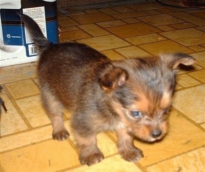 A tiny black with brown Yoranian puppy is standing on a yellow tiled floor and it is looking down. It has a small black nose and ears that fold forward.
