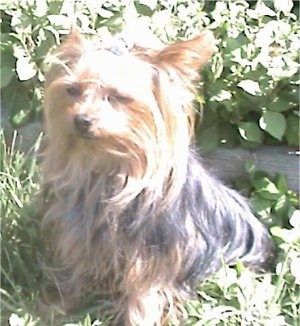 Close up - The left side of a long coated black with brown Yorkie that is sitting in unkempt lawn and there are flowers behind it. The dogs ears are pinned back and its eyes are squinty.