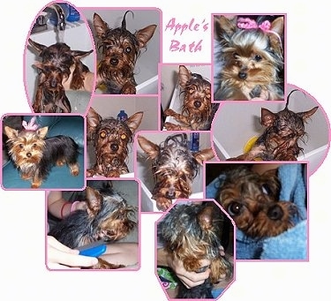 A compilation of images of a brown and black Yorkie that is getting cleaned. The dog is all wet in half of the images.