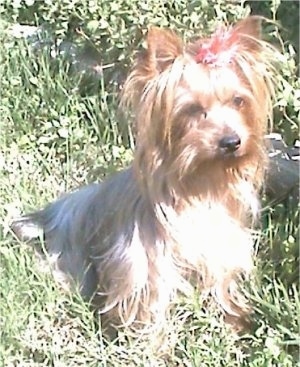 The front right side of a black with brown Yorkshire Terrier dog sitting in grass and it is looking to the right. It has a bow in its hair holding the long fur out of its face and small perk ears.