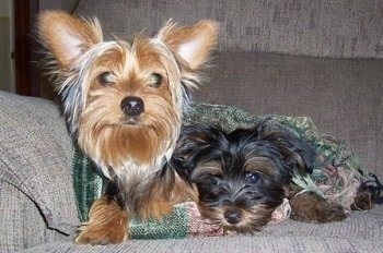 Close up - Two Yorkies are laying on a couch and behind them is a pillow. The larger dog is golden tan and black with large perk ears and the smaller dog is black with tan and ears that hang down to the sides.