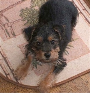 Top down view of a black with brown and white Yorkie Russell that is laying across a door mat and it is looking up. It has straggly thin hair coming from its chest, legs and face.