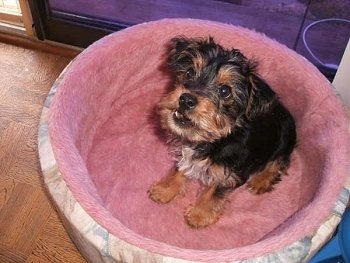 A long haired black with brown and white Yorkie Russell dog sitting in a pink dog bed, it is looking up and its mouth is slightly open.